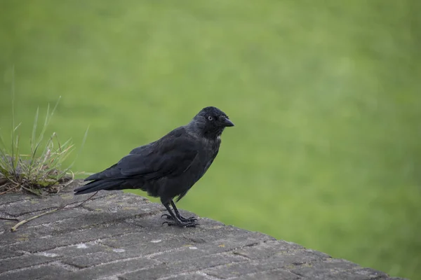 Gyönyörű Fekete Varjú Corvus Lat Cornix Egy Madár Holló — Stock Fotó