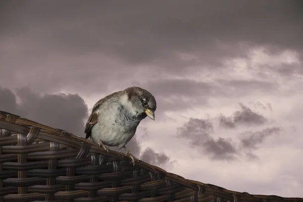 Burung Pipit Muda Duduk Bangku Malam Hari — Stok Foto
