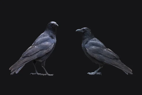 Common Ravens Isolated Dark Background — Stock Photo, Image