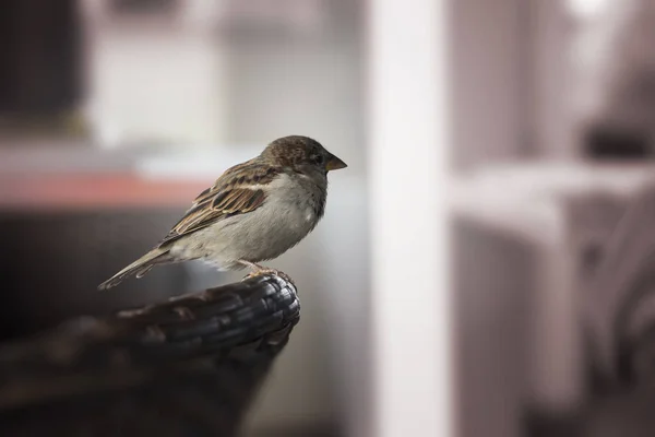 Burung Pipit Muda Duduk Bangku — Stok Foto