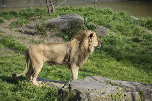 動物園のアフリカ ライオンネコ科の正貨パンテーラ レオ家族 — ストック写真