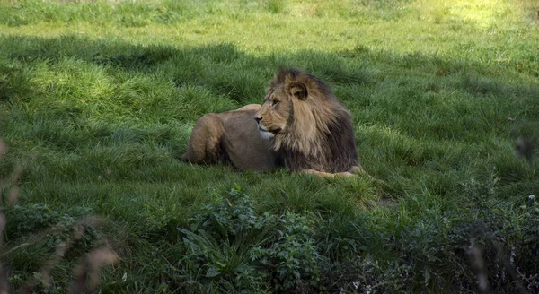動物園のアフリカ ライオンネコ科の正貨パンテーラ レオ家族 — ストック写真