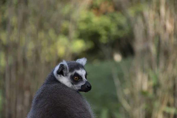 Chef För Maki Lemur Primate Apa Sydafrika Madagaskar — Stockfoto