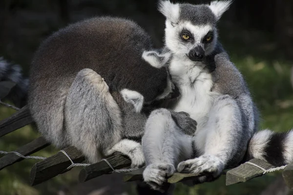 Maki Lemurlar Primat Maymunlar Sarılma Güney Afrika Madagaskar — Stok fotoğraf