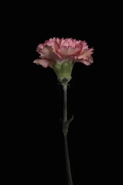 Beautiful pink purple carnations flower or dianthus caryophyllus isolated on black background, nature still life special for valentine's day.