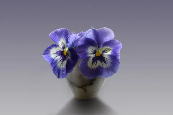 Beautiful purple pansies flowers in a small vase