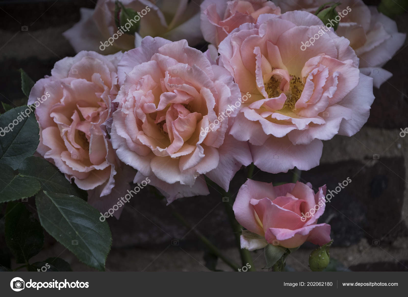 Fleurs été Belles Rose Qui Fleurit Dans Jardin Roses
