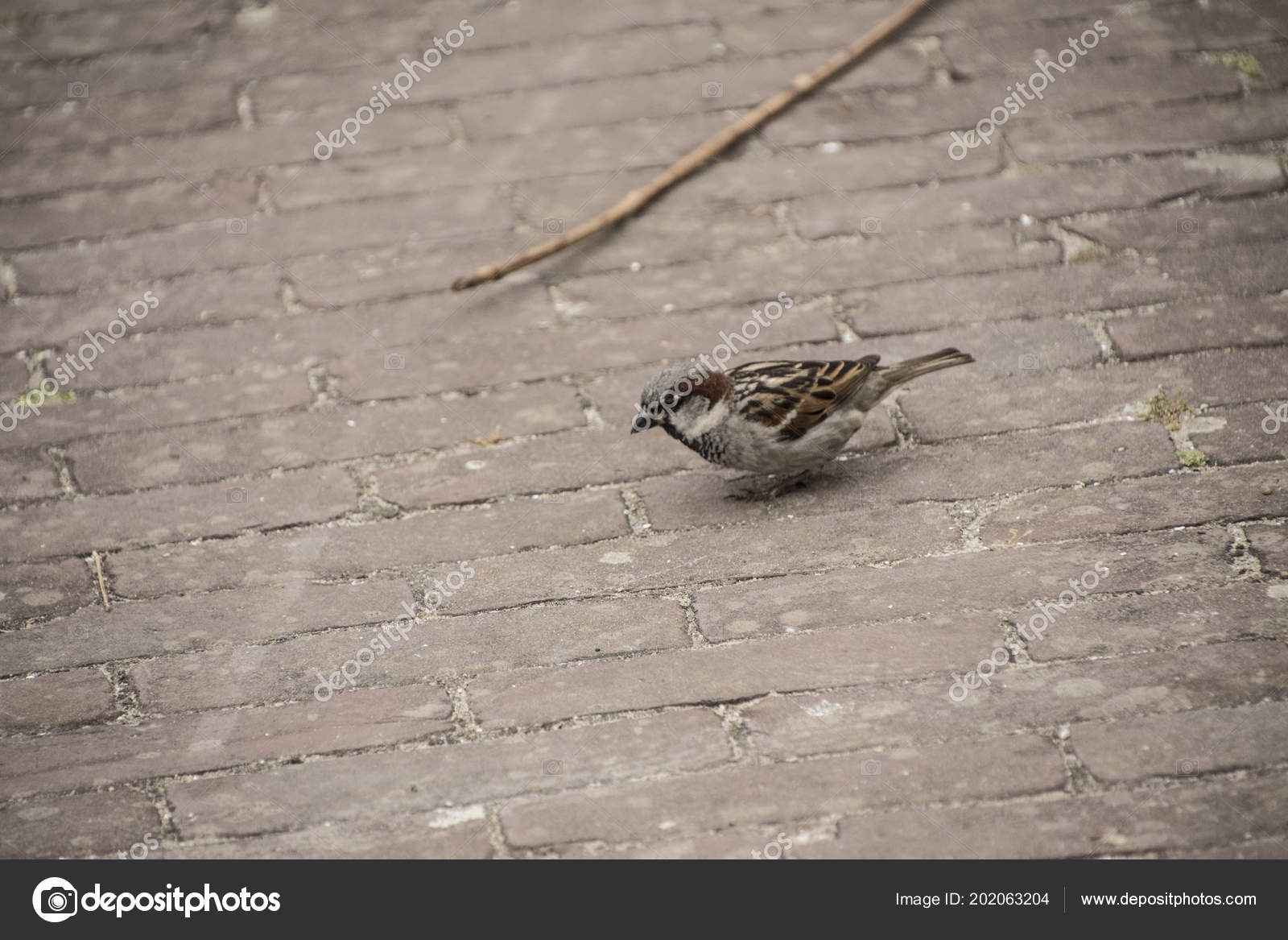Beau Petit Oiseau Moineau Fond Naturel Généralement Les