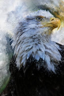 Kartal Amerika kuş suluboya resim simgesi predator