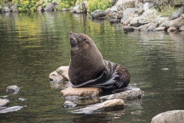 Boğa (erkek) kürk mühür (Arctocephalus galapagoensis) güneş buzlu. 