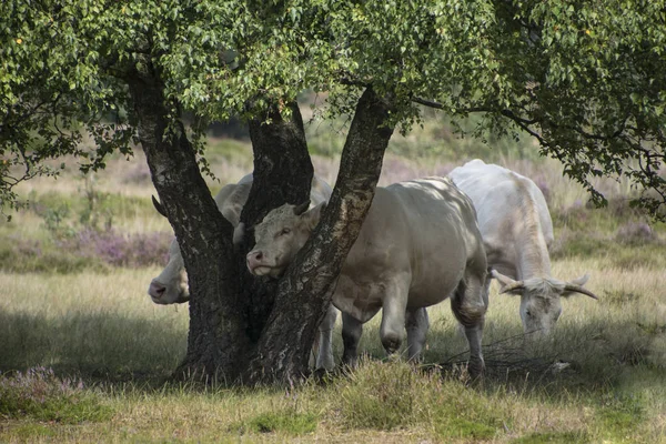 Weiße Kuh Die Charolais Ist Eine Rasse Von Taurin Rindern — Stockfoto