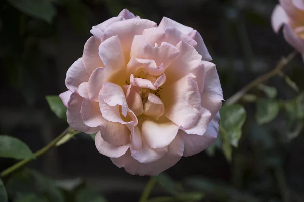 Róża Kwiat Zbliżenie Płytka Głębokość Pola Kwiat Róży Wiosennej — Zdjęcie stockowe