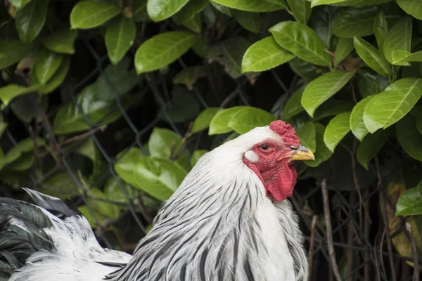 Vit Columbia Brahma Tupp Dessa Kycklingar Föds Upp Usa — Stockfoto