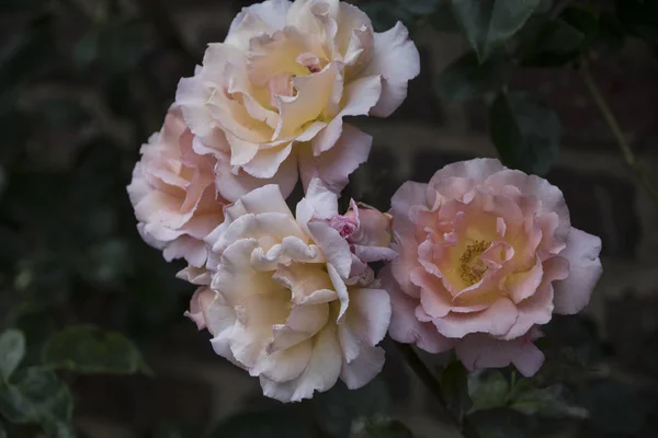 Letnie Kwiaty Piękne Różowe Róże Kwitnące Ogrodzie — Zdjęcie stockowe