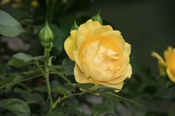 Gyönyörű Sárga Nyári Virág Virágzó Kert Rózsa — Stock Fotó