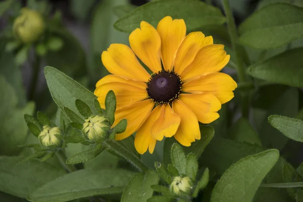 Daisy Bloem Met Gele Bloesem Natuurlijke Achtergrond — Stockfoto