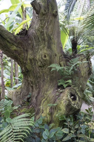Fragment Jednego Prastarym Drzewem Suszone — Zdjęcie stockowe