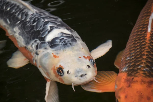 Bright red Koi fishes swim in an open pond, red, white and orange fish in open water.