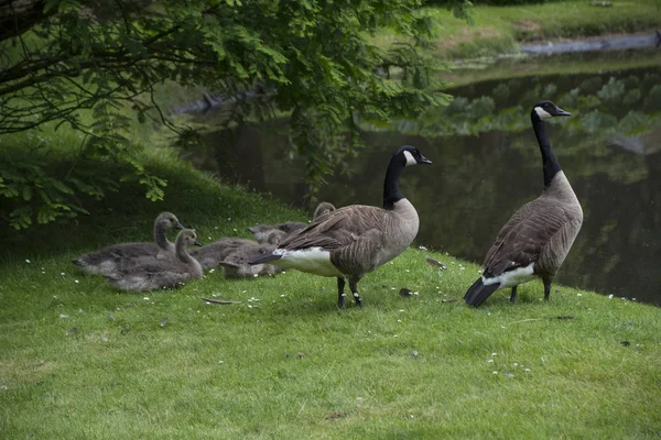 Canadian Goose Rodziny Pisklęta Gęsie Baby Aka Gęsi Parku Nad — Zdjęcie stockowe