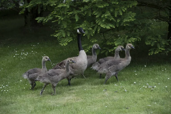 Kanadische Gänsefamilie Mit Gänsebabys See Park — Stockfoto