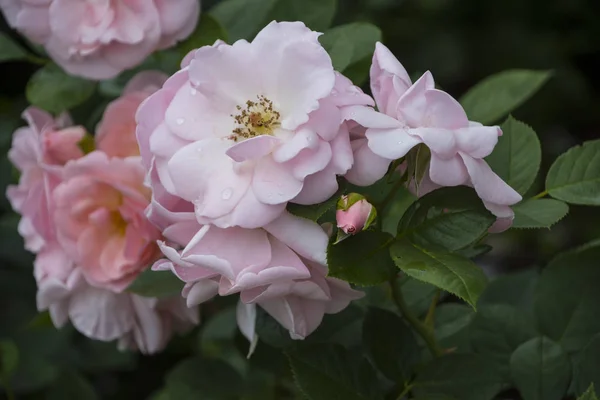 Primer Plano Flor Rosa Profundidad Campo Superficial Flor Primavera Rosa — Foto de Stock