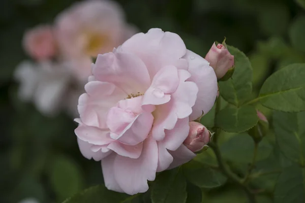 Primer Plano Flor Rosa Profundidad Campo Superficial Flor Primavera Rosa — Foto de Stock