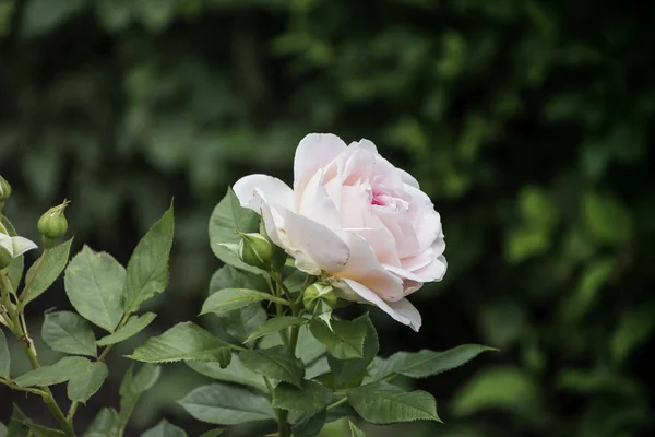 Primer Plano Flor Rosa Profundidad Campo Superficial Flor Primavera Rosa — Foto de Stock