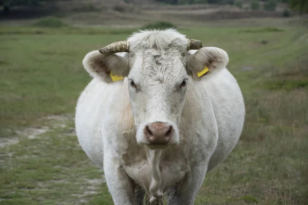 Weiße Kuh Die Charolais Ist Eine Rasse Von Taurin Rindern — Stockfoto