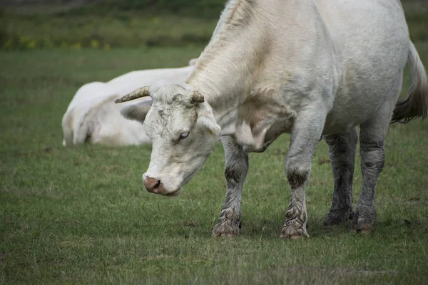 White Cow Charolais Breed Taurine Beef Cattle Charolais Area Surrounding — Stock Photo, Image