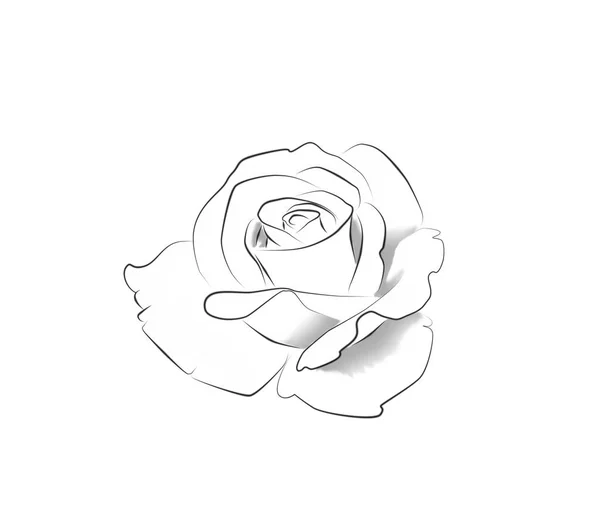 Arte Tatuagem Desenho Linha Uma Rosa — Fotografia de Stock