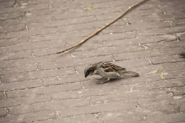 床の家すずめ スズメは都市環境に慣れています — ストック写真