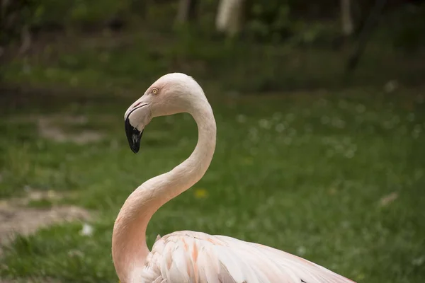 Flamingo Americano Flamenco Americano Phoenicopterus Ruber Una Gran Especie Flamenco — Foto de Stock