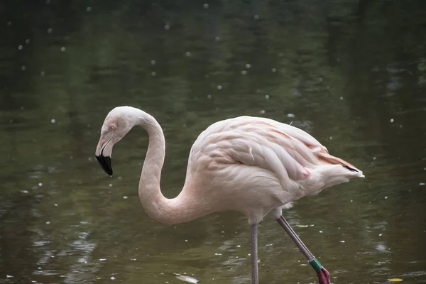 American Flamingo American Flamingo Phoenicopterus Ruber Large Species Flamingo Also — Stock Photo, Image