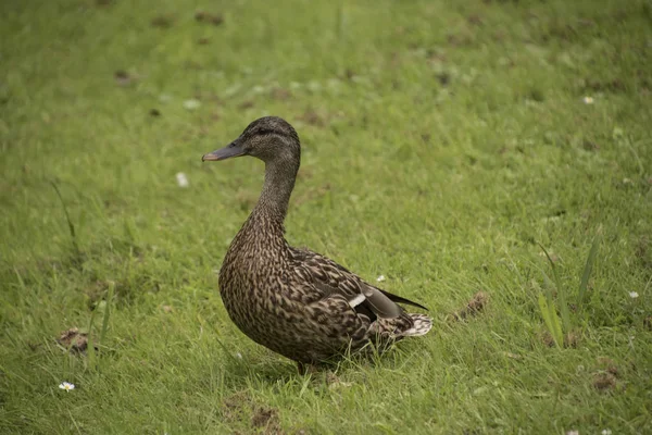 Close Female Duck Mallard Ducks Duck Anatidae Green Meadow — Stock Photo, Image