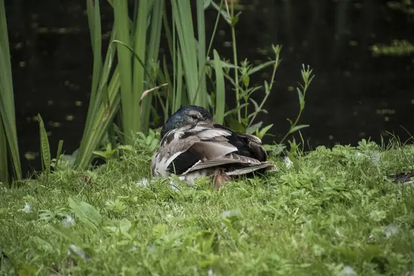 Gros Plan Beau Canard Colvert Relaxant Par Une Journée Ensoleillée — Photo