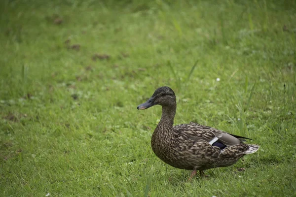 Close Female Duck Mallard Ducks Duck Anatidae Green Meadow — Stock Photo, Image