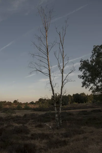 Dried out dead tree in a clearing in a forest