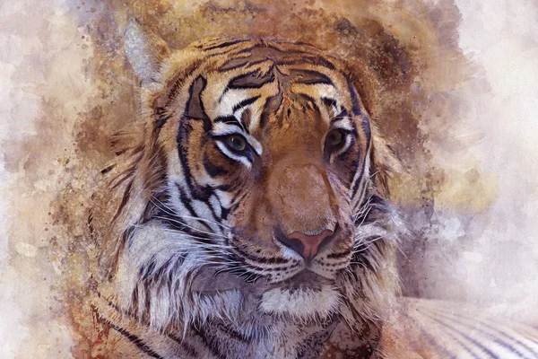 Pintura Digital Acuarela Tiger Head Efecto Vintage — Foto de Stock