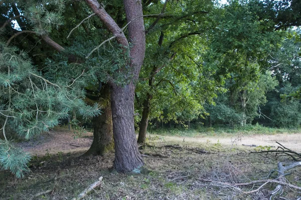 Eski Iğne Yapraklı Çam Ladin Ağaçlarıyla Yaz Sabahı Stand — Stok fotoğraf