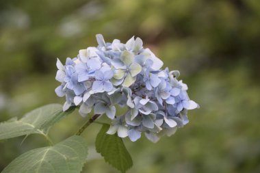 Güneşli bir günde ayrıntıları Hydrangea macrophylla HORTENSIA beyaz çiçekler