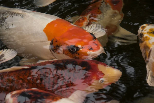 Bright red Koi fishes swim in an open pond, red, white and orange fish in open water.