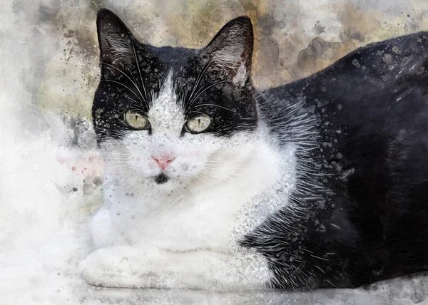 Lindo Gato Blanco Negro Con Ojos Grandes Retrato Mascota Dibujo — Foto de Stock