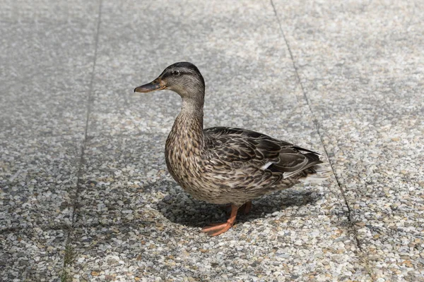 Close Uma Fêmea Mallard Duck Anatidae — Fotografia de Stock