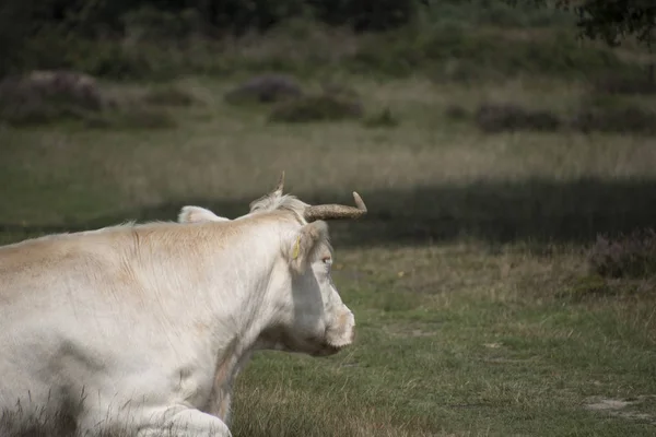 Weiße Kuh Die Charolais Ist Eine Rasse Von Taurin Rindern — Stockfoto