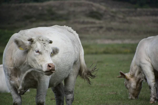 Weiße Kuh Die Charolais Ist Eine Rasse Von Taurin Rindern — Stockfoto