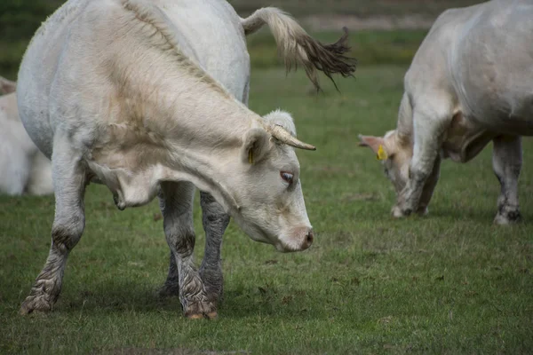Vaca Blanca Charolais Una Raza Ganado Vacuno Taurino Zona Charolais — Foto de Stock