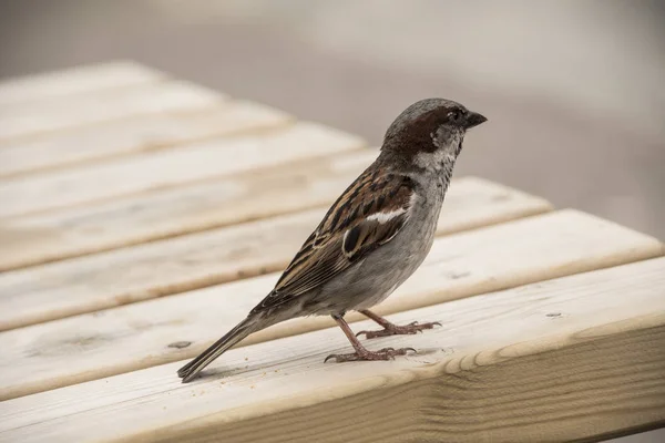 Rumah Burung Gereja Atas Meja Kayu Burung Pipit Terbiasa Dengan — Stok Foto