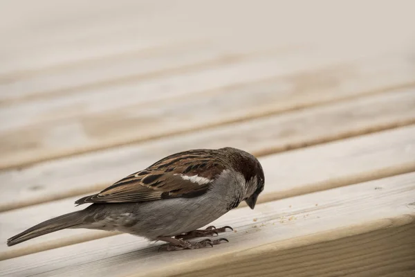 Haussperling Auf Holztisch Spatzen Sind Die Städtische Umgebung Gewöhnt — Stockfoto