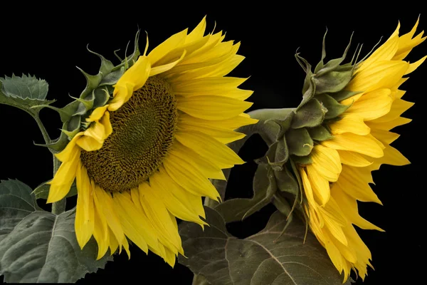 Dos Hermosos Girasoles Con Hojas Aisladas Sobre Fondo Negro — Foto de Stock