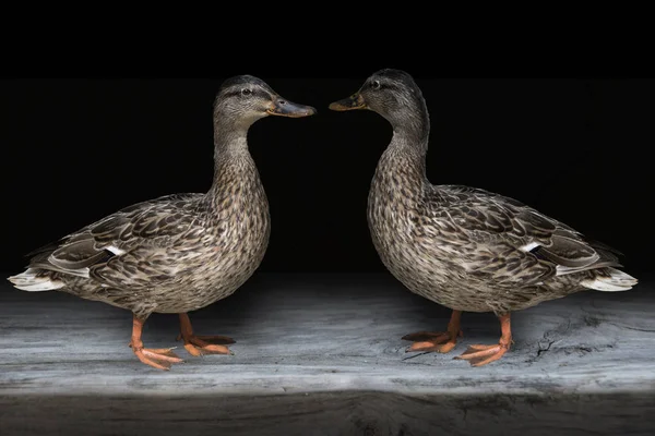 Close Two Beautiful Relaxing Mallard Ducks — Stock Photo, Image